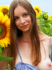 Admirable teen girl stripping clothes and showing attractive body in a field of sunflowers.